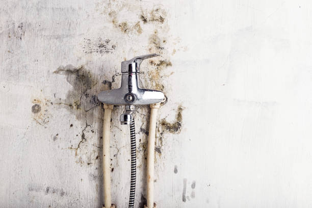 Best Black Mold Removal  in Kitsap Lake, WA