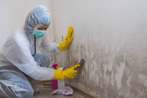 Best Crawl Space Mold Removal  in Kitsap Lake, WA
