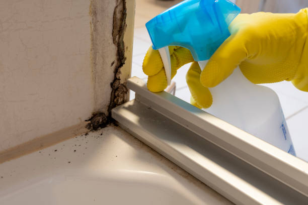 Best Professional Mold Removal  in Kitsap Lake, WA