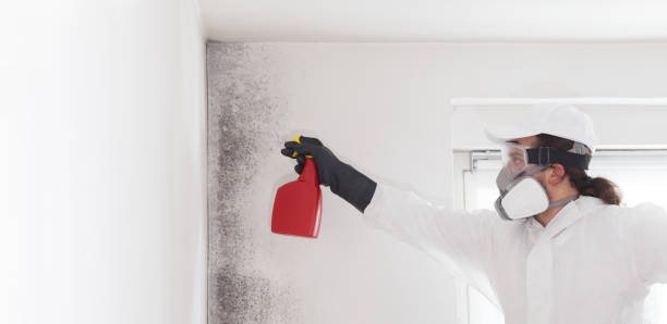 Best Toxic Mold Removal  in Kitsap Lake, WA