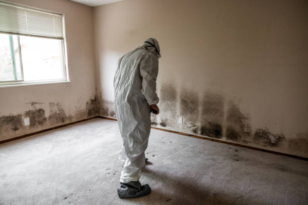 Best Commercial Mold Removal  in Kitsap Lake, WA