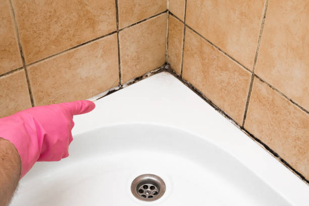 Best Emergency Mold Removal  in Kitsap Lake, WA